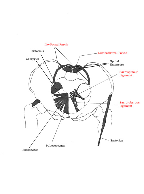 Fascia of the Sacrum