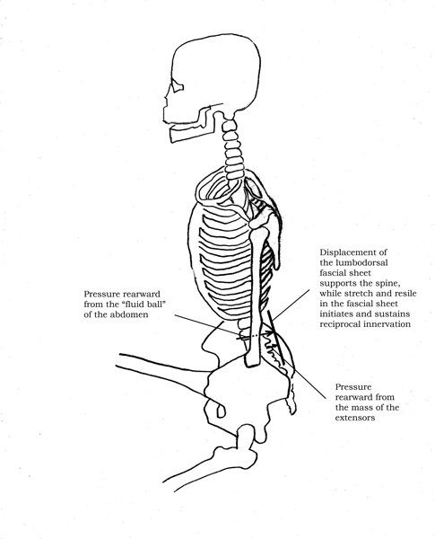 Displacement of Lumbodorsal Fascia