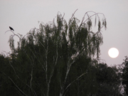 raven and moon in a tree